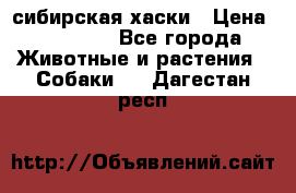 l: сибирская хаски › Цена ­ 10 000 - Все города Животные и растения » Собаки   . Дагестан респ.